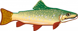 Rainbow trout Clip art - trout cliparts png download - 600 ...