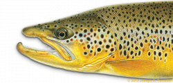 Trout Clipart Freshwater Fish Free collection | Download and share ...