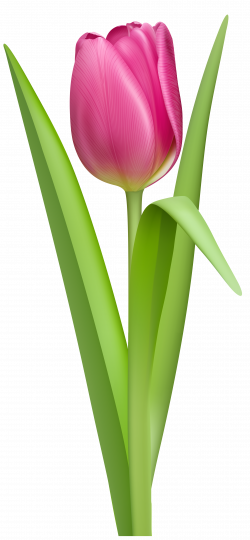 tulip clipart no background #42 | flower cliparts | Pinterest | Pink ...