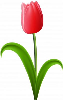 Red Tulip Transparent PNG Clip Art Image | Gallery Yopriceville ...