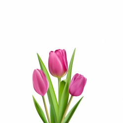 Tulips Illustration Clipart Free Stock Photo - Public Domain Pictures