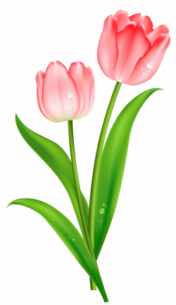 Pink Tulips PNG Clipart | Gallery Yopriceville - High-Quality ...