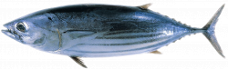 Wels Catfish | World of Animal