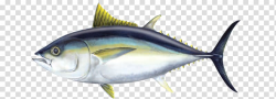 Bigeye tuna Atlantic bluefin tuna Yellowfin tuna Oily fish ...
