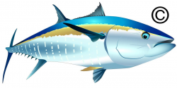 Tuna Fish Clip Art | Clipart Panda - Free Clipart Images ...