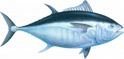 bluefin-tuna - Google Search | Endangered Species | Pinterest ...
