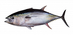 PNG Tuna Transparent Tuna.PNG Images. | PlusPNG