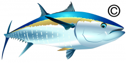 Tuna Fish Clip Art | Clipart Panda - Free Clipart Images