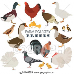 Vector Clipart - Poultry farming. chicken, duck, goose ...