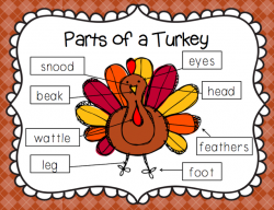 parts of a turkey | Teaching | Thanksgiving preschool, Kids ...