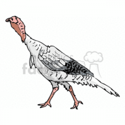 Side profile of a young turkey clipart. Royalty-free clipart # 130707