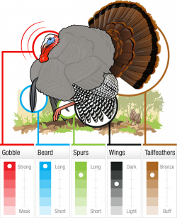 Grand Slam Gobbler ID Guide