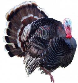 Turkey Bird PNG Transparent Images | PNG All