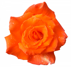 Image result for orange flowers no background | Clothing | Pinterest ...