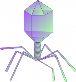 Bacteriophage (phage) therapy: A renewed interest in potential for ...
