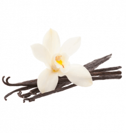 Vanilla Bean Flower transparent PNG - StickPNG