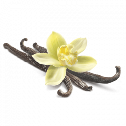 Vanilla Flower transparent PNG - StickPNG