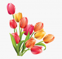 Tulip Clipart 7 Flower - Transparent Background Tulips Png ...