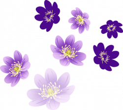 Vector Flowers (PNG) | Official PSDs