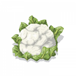Cauliflower Vegetable Clip art - broccoli 800*800 transprent Png ...