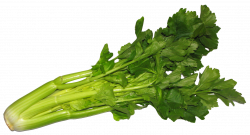 Celery PNG image - PngPix