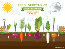 Spring vegetable garden with different kind root veggies and ...