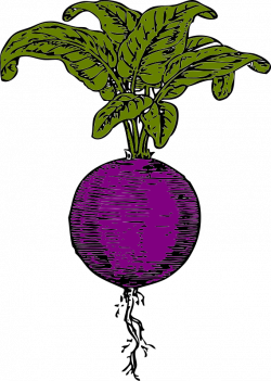 Clipart - Purple beet
