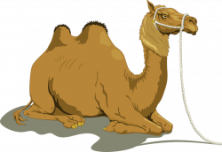 Camels - Free images on Pixabay | Christmas | Pinterest | Camels