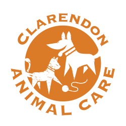 Veterinary Clinic Arlington VA | Clarendon Animal Care