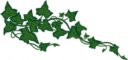 Ivy vines clipart - Clipartix