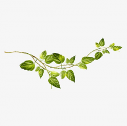 Creative Green Vines PNG, Clipart, Branch, Branches ...