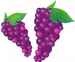 Common Grape Vine Wine Clip art - Autumn Life Icon 1259*1044 ...