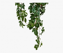 Green Vine Vines Png Free Photo - Green Vines Png ...