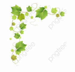 Green Ivy Branches - Grape Vine Leaves Clip Art, Transparent ...