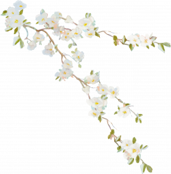 Flower Vine Desktop Wallpaper Clip art - vines 1566*1600 transprent ...
