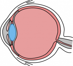 Medical Eye Exams / AFVC