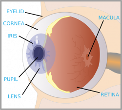 the eye diagram for kids | NURSE | Pinterest | Diagram and Homeschool