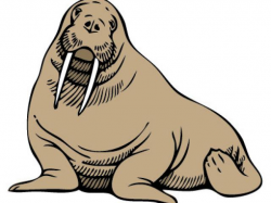 Free Walrus Clipart, Download Free Clip Art on Owips.com