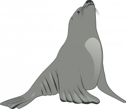 Sea Lion Looking Up Clip Art at Clker.com - vector clip art online ...