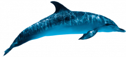 Dolphin PNG Transparent Free Images | PNG Only