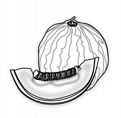 clipartist.net » Clip Art » food musk melon muskmelon SVG
