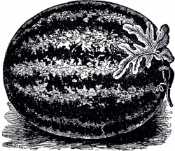 Free Public Domain Watermelon Image! | vintage clip art ...