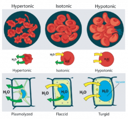 Cell Transport and Homeostasis ‹ OpenCurriculum