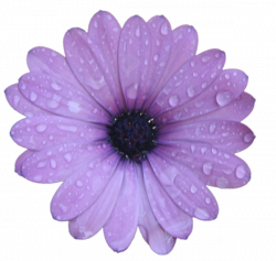 Purple Flower | Free Images at Clker.com - vector clip art online ...