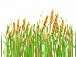 Ears of Wheat PNG Clipart | Gallery Yopriceville - High-Quality ...