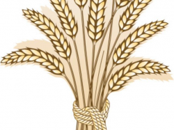 Free Wheat Clipart, Download Free Clip Art on Owips.com