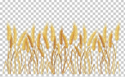 Common Wheat Cereal PNG, Clipart, Avena, Border, Cereal ...