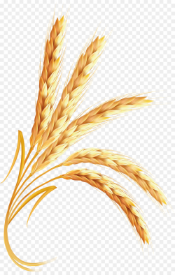 Wheat Cartoon clipart - Wheat, Food, transparent clip art