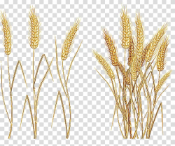 Wheat illustration, Common wheat Cereal Ear , wheat ...