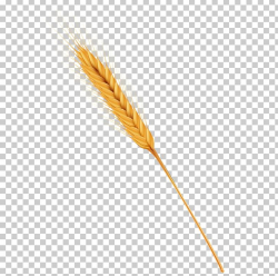 Wheat Caryopsis Cereal PNG, Clipart, Commodity, Crop, Ear ...